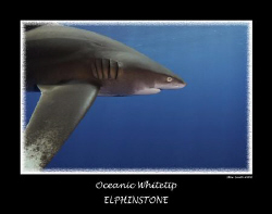 oceanic whitetip - elphinstone - egypt
10-17mm 350D twin... by Stew Smith 